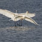 Silberreiher---Bodensee-Vlbg-02