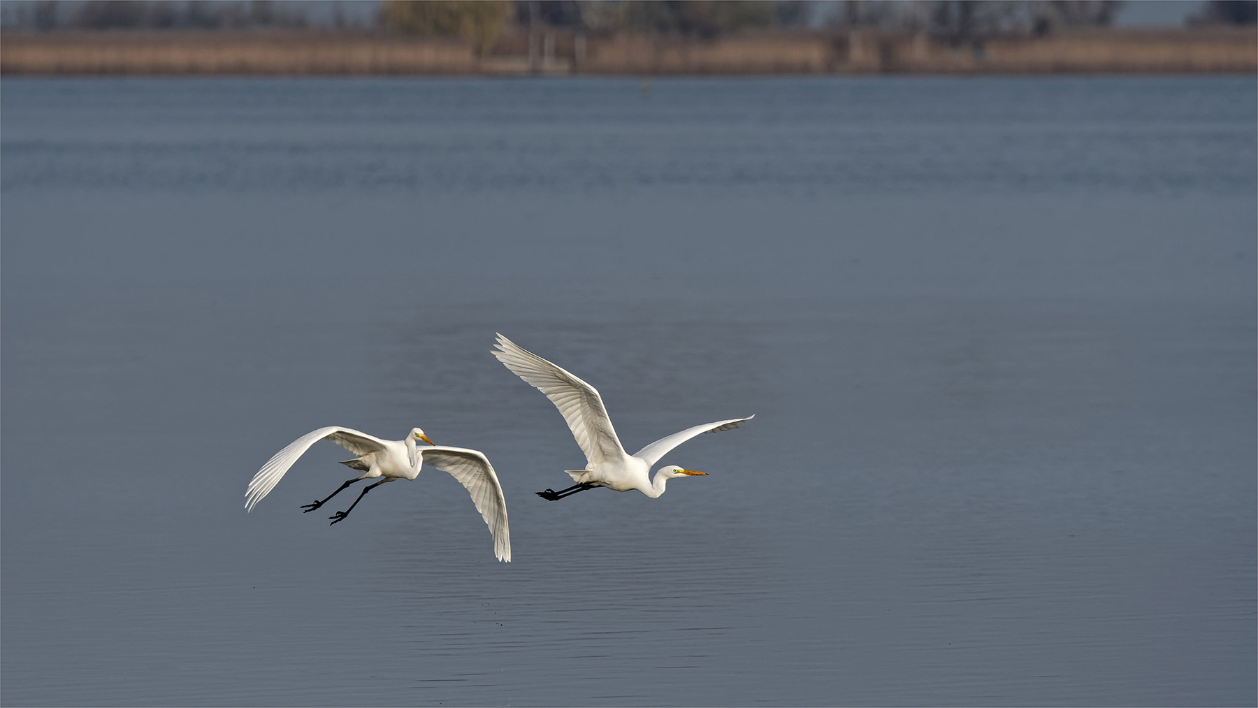 Silberreiher---Bodensee-Vlbg-03