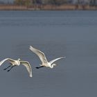 Silberreiher---Bodensee-Vlbg-03