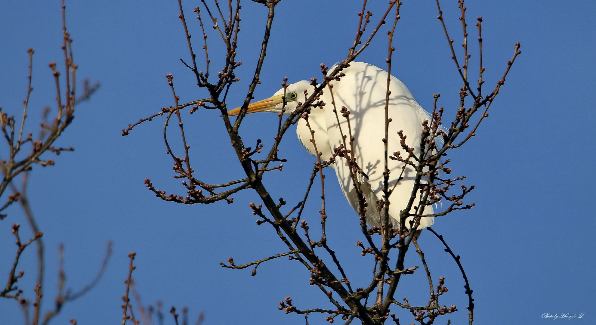 Silberreiher