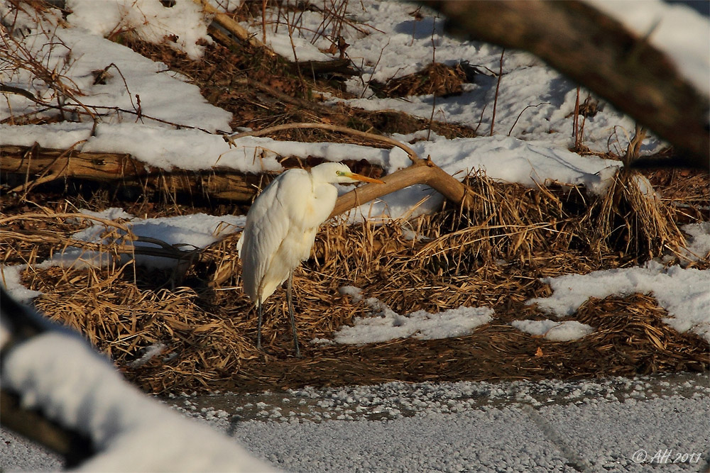 Silberreiher (Casmerodius albus)