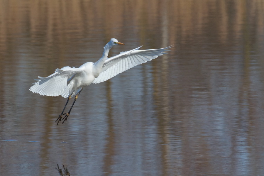 Silberreiher ( Casmerodius albus )