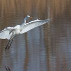 Silberreiher ( Casmerodius albus )