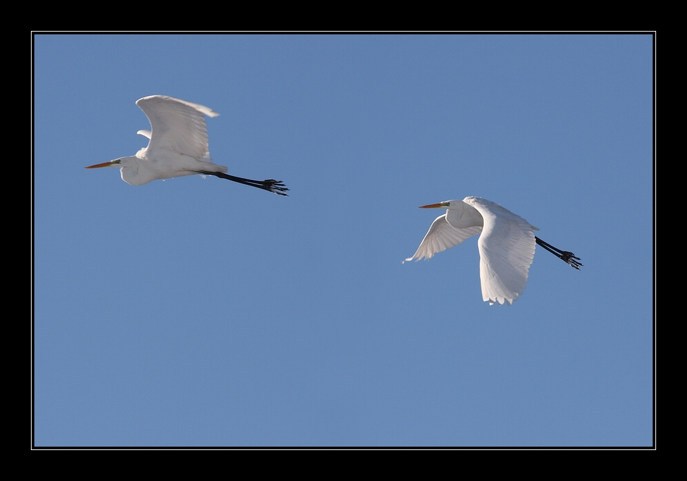 Silberreiher (Casmerodius albus)