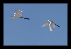 Silberreiher (Casmerodius albus)