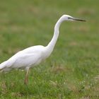 Silberreiher (Casmerodius albus)