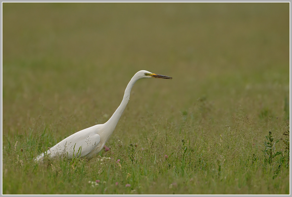 Silberreiher (Casmerodius albus)