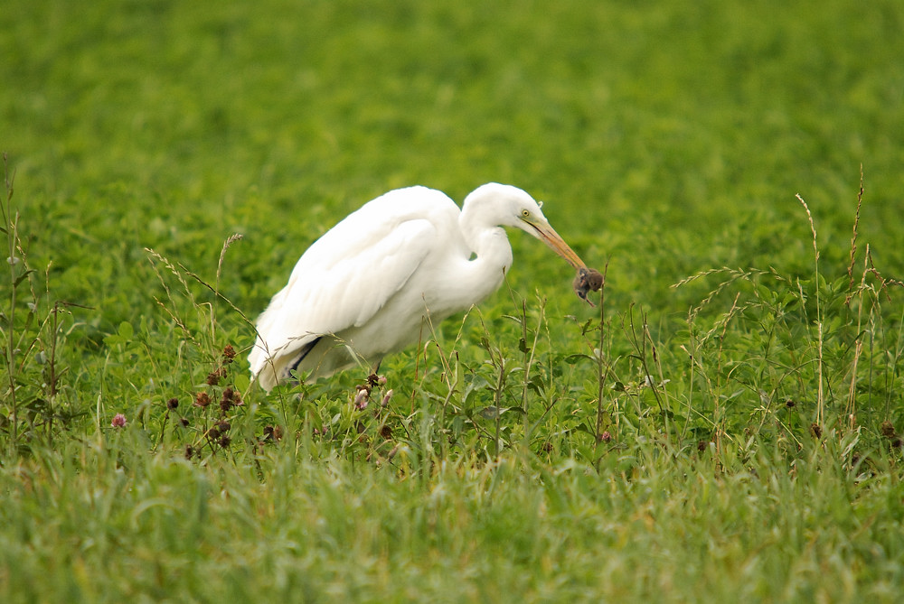 Silberreiher (Casmerodius albus)