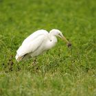 Silberreiher (Casmerodius albus)