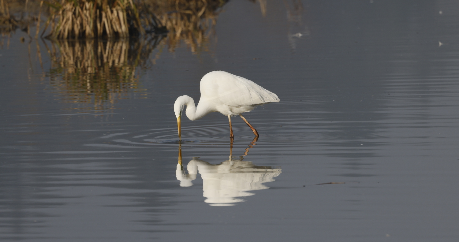 Silberreiher (Casmerodius albus)