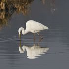 Silberreiher (Casmerodius albus)