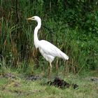 Silberreiher ( Casmerodius albus )