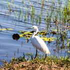 Silberreiher (Casmerodius albus), Botswana