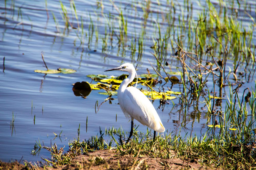 Silberreiher (Casmerodius albus), Botswana