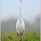 Silberreiher (Casmerodius albus)