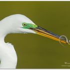 Silberreiher (Casmerodius albus) Great White Egret