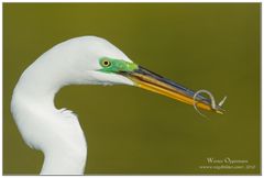 Silberreiher (Casmerodius albus) Great White Egret