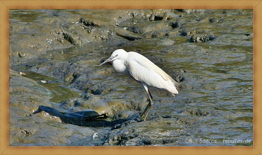 Silberreiher (Comporta Portugal 2009)