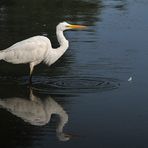 Silberreiher: Die Feder ist weg