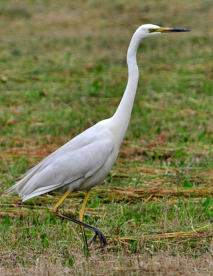 Silberreiher