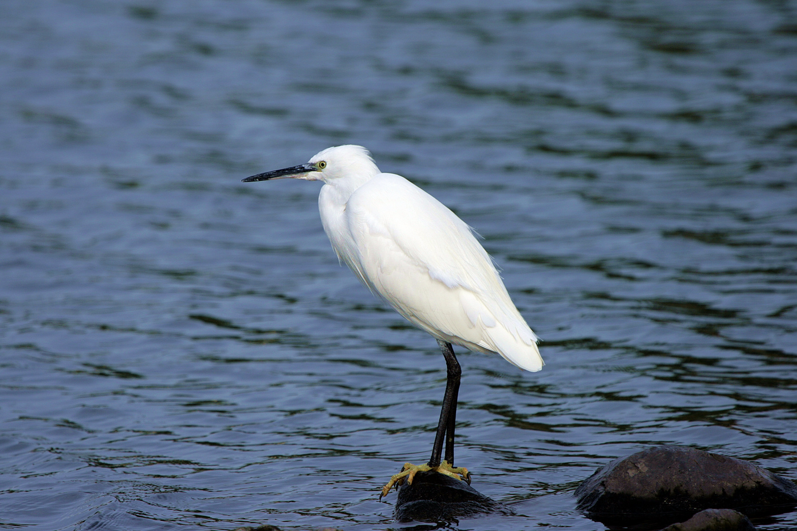 Silberreiher (Egret)