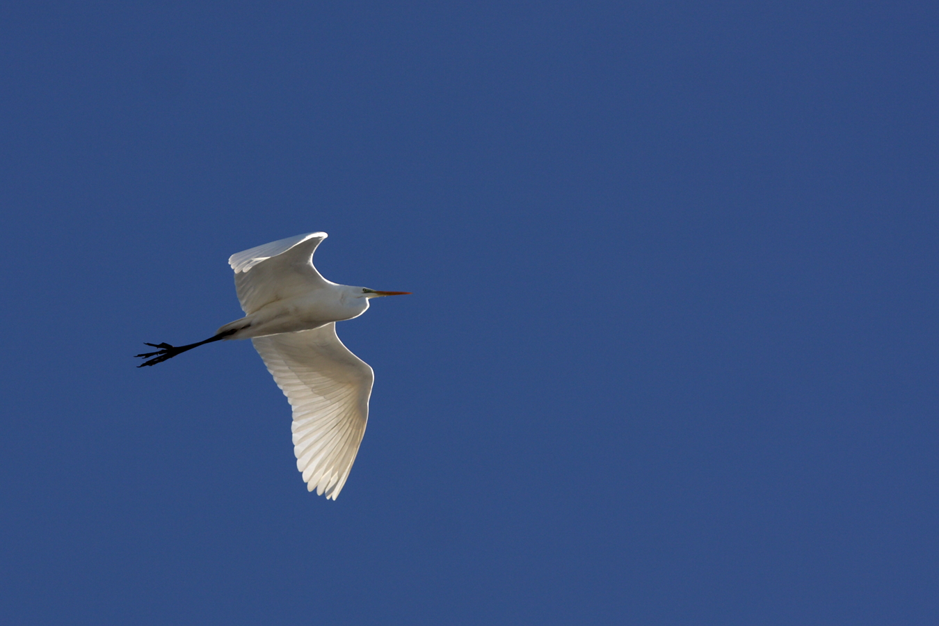 Silberreiher (Egretta alba)