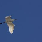 Silberreiher (Egretta alba)