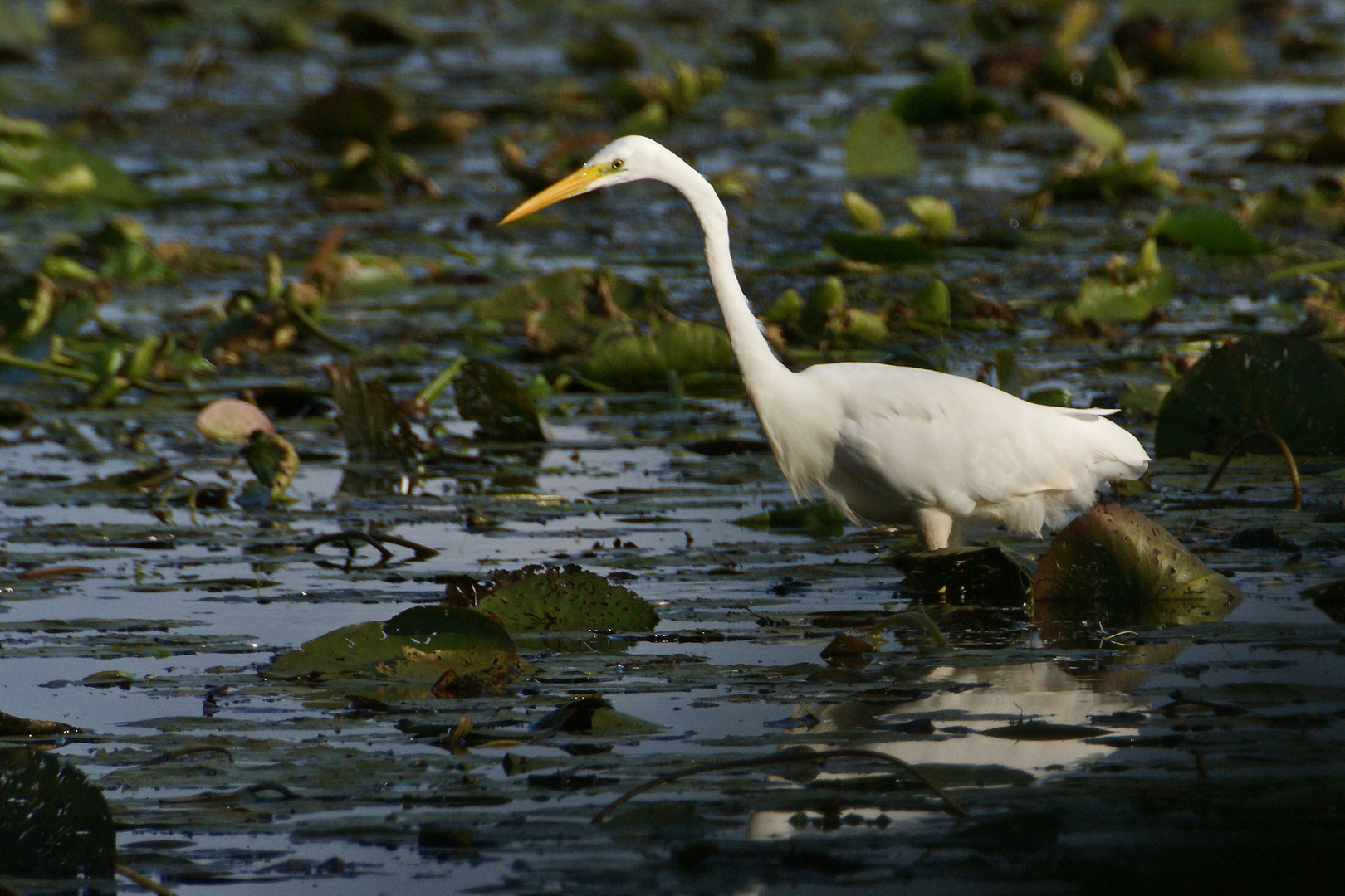 Silberreiher (Egretta alba)