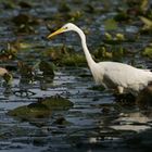 Silberreiher (Egretta alba)