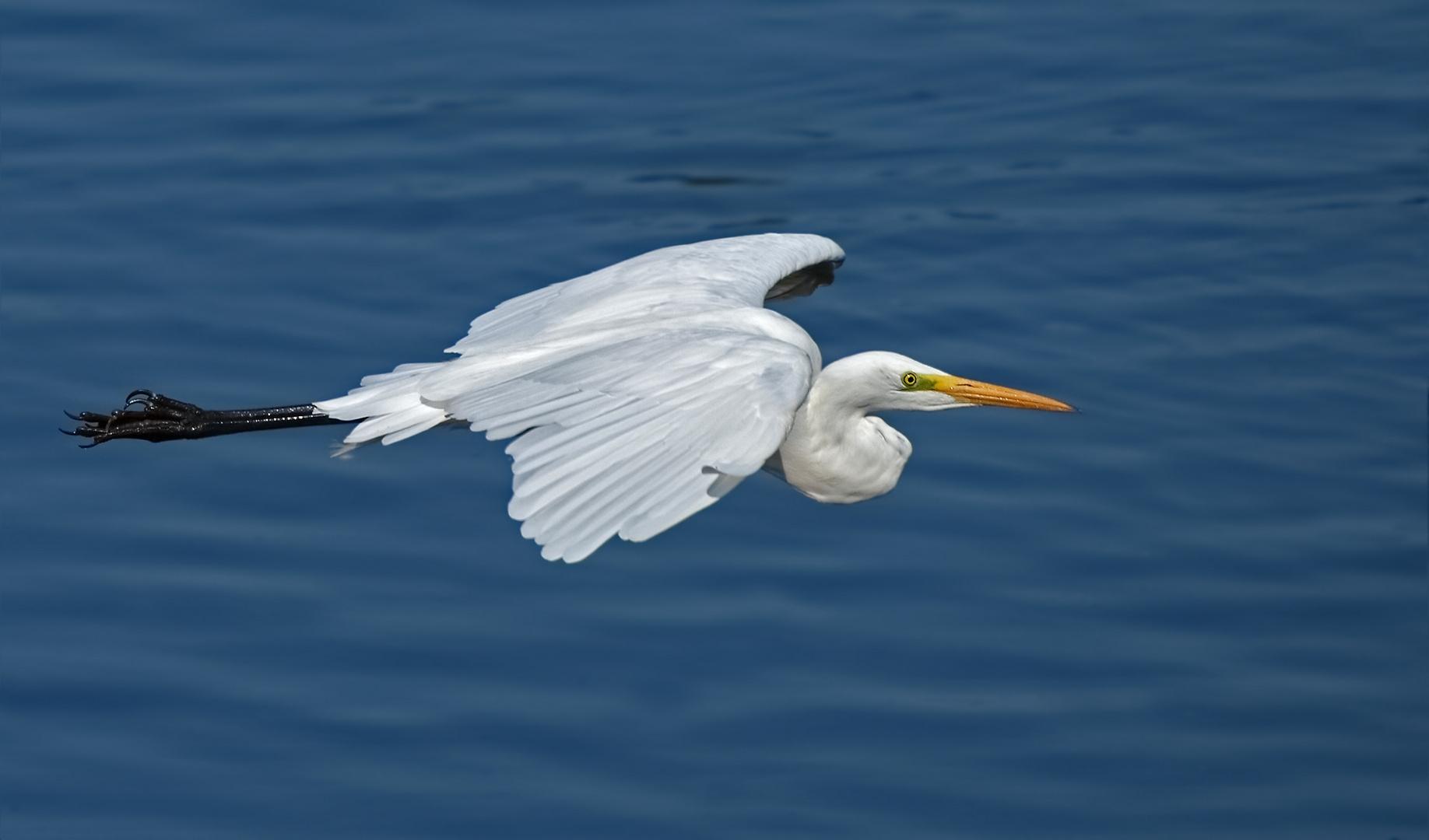 Silberreiher ( Egretta alba )