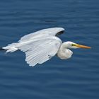 Silberreiher ( Egretta alba )