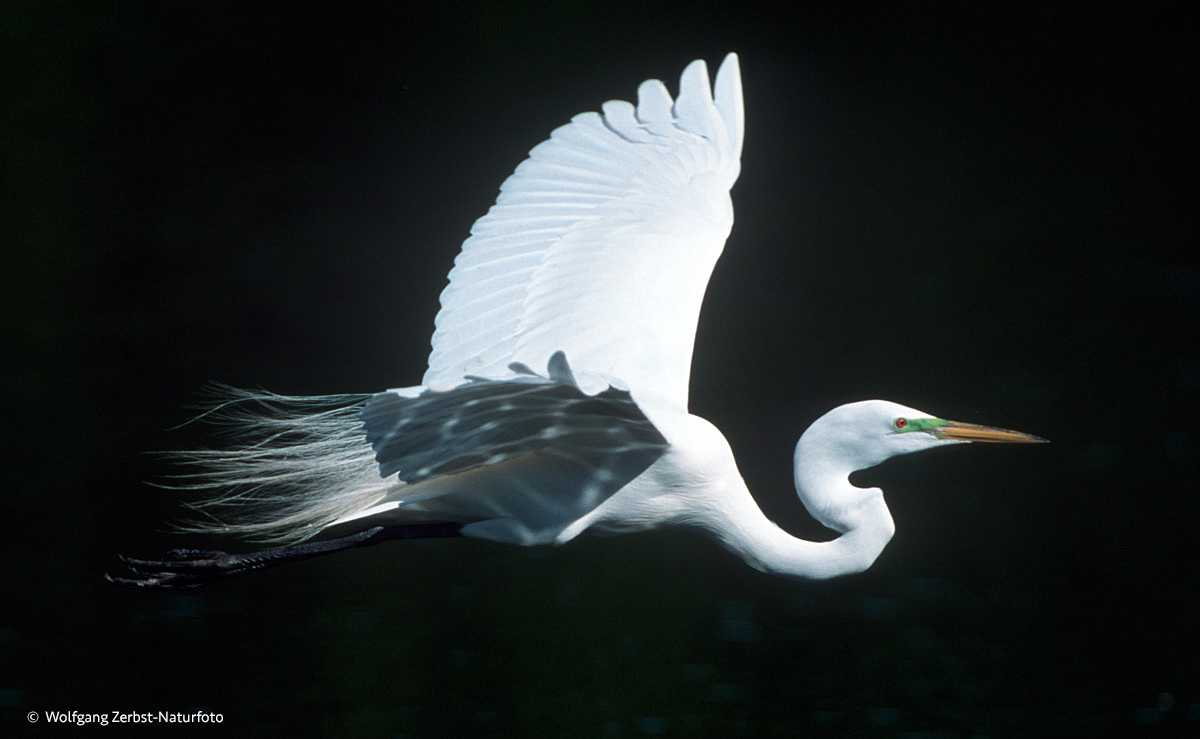  - Silberreiher -   ( Egretta alba )