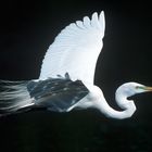  - Silberreiher -   ( Egretta alba )