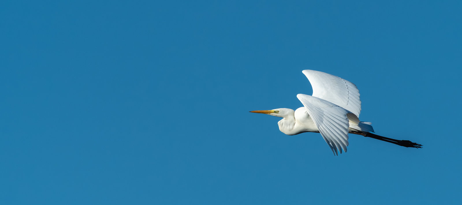 Silberreiher - Egretta alba