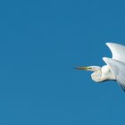 Silberreiher - Egretta alba