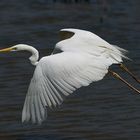 Silberreiher (Egretta alba), Camargue