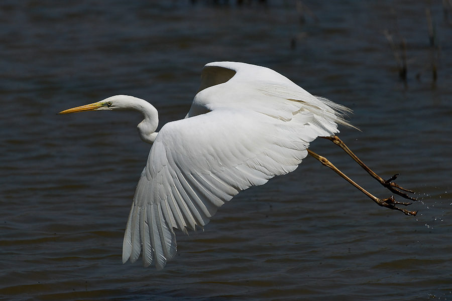 Silberreiher (Egretta alba), Camargue