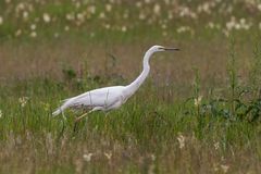 Silberreiher (Egretta alba)_II