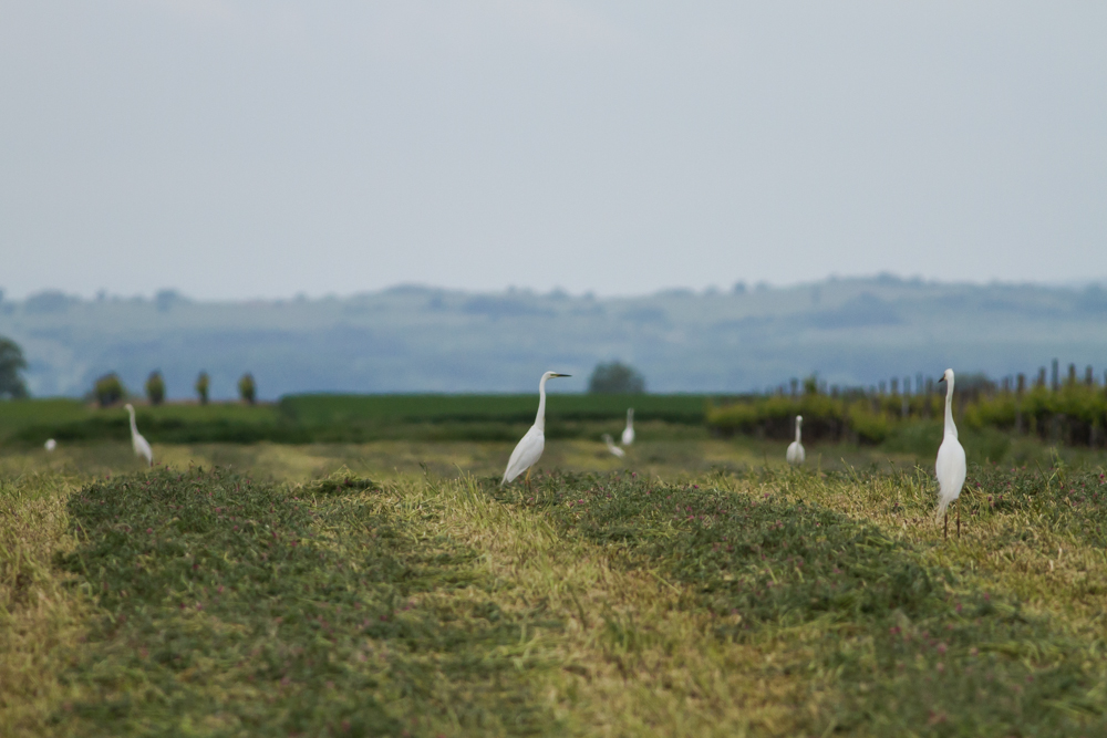 Silberreiher (Egretta alba)_III