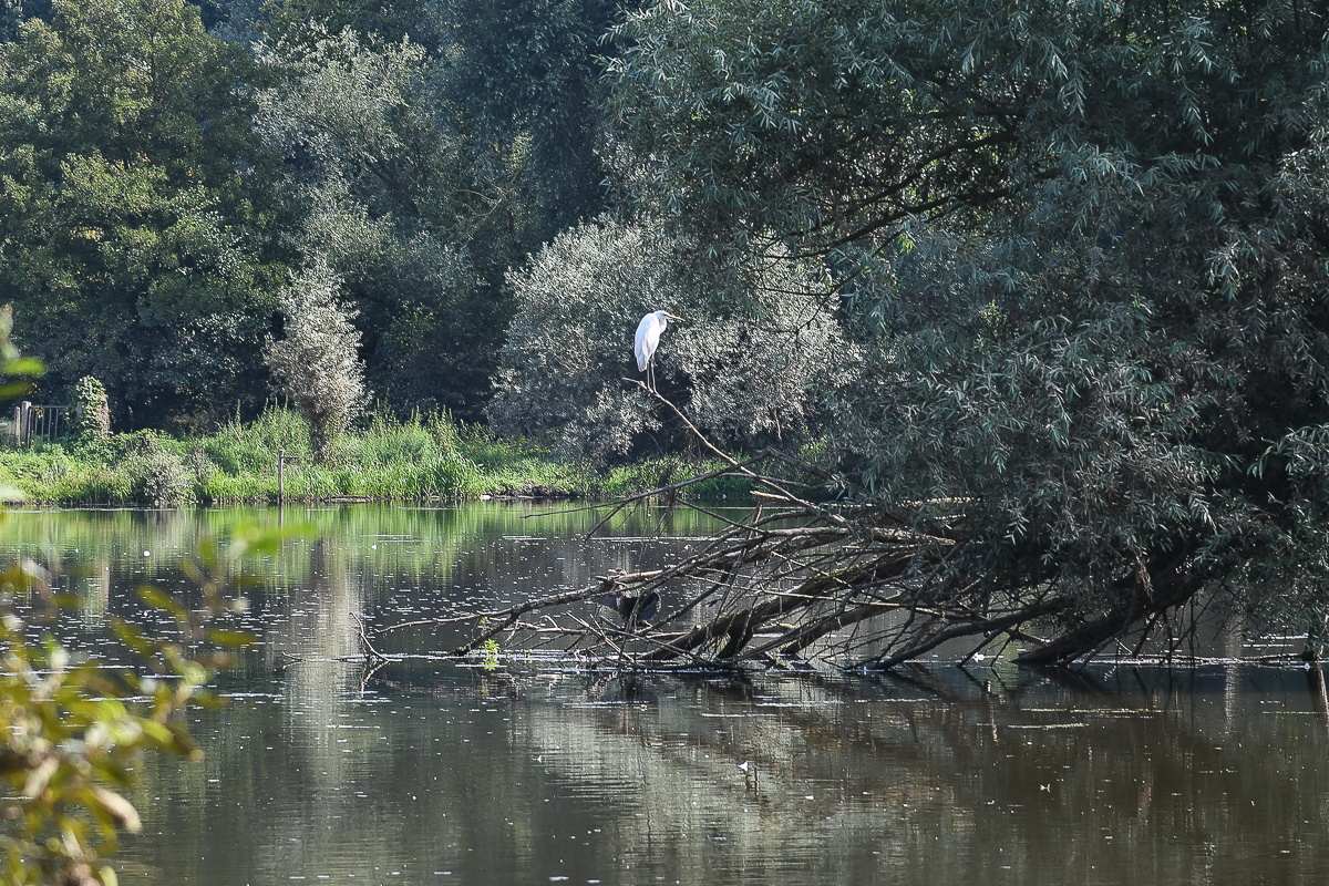  Silberreiher Eijsder Beemden (NL)