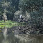  Silberreiher Eijsder Beemden (NL)