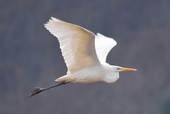 Silberreiher endlich erwiescht