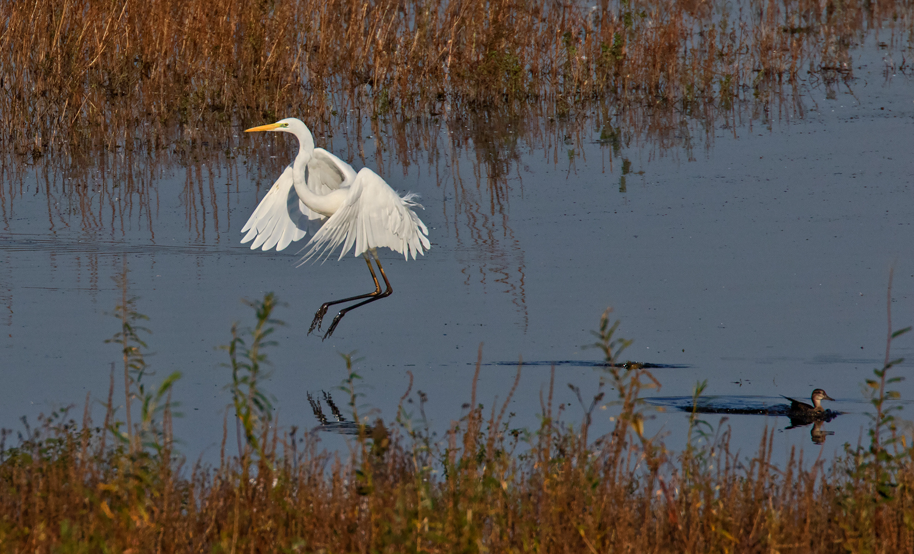 Silberreiher Ente