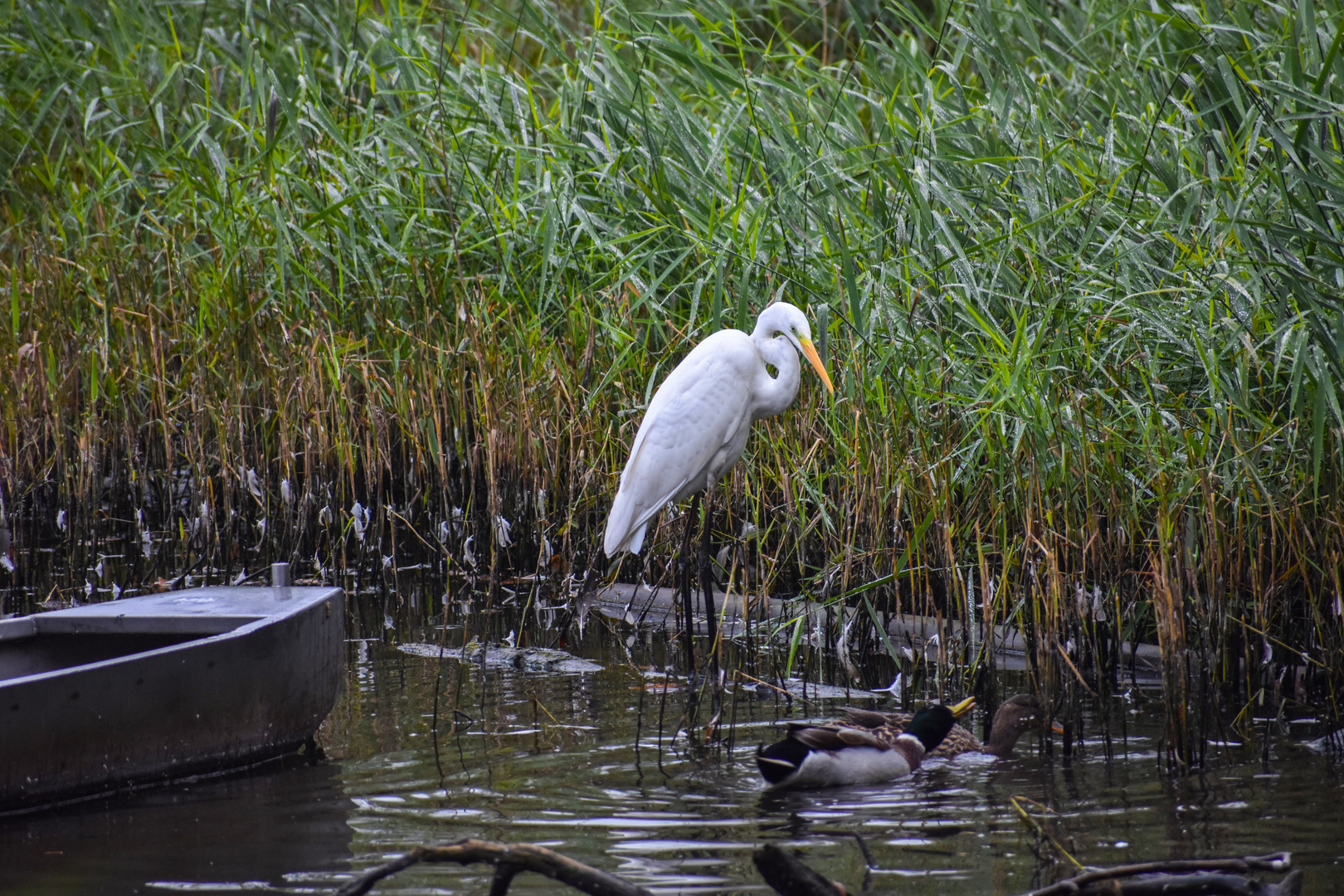 Silberreiher & Enten