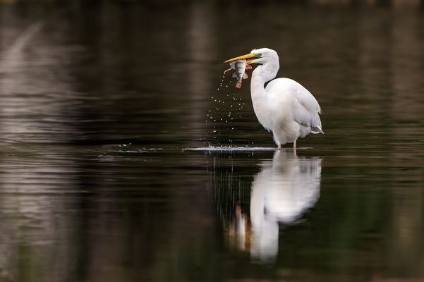   Silberreiher  erfolgreich.