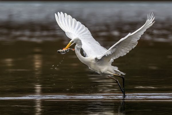 Silberreiher erfolgreich 