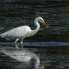 Silberreiher erfolgreich bei der Froschjagd