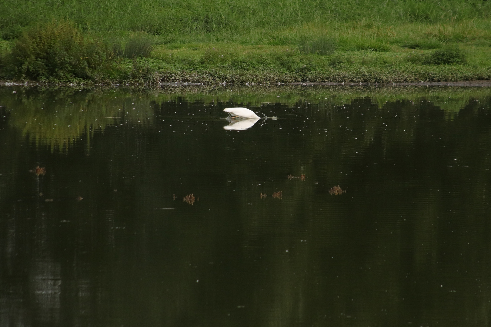 Silberreiher..... (etwas kopflos).... 