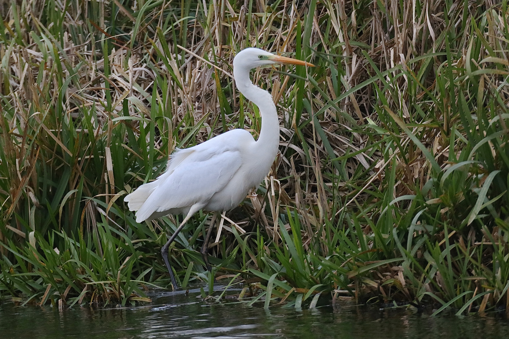 Silberreiher