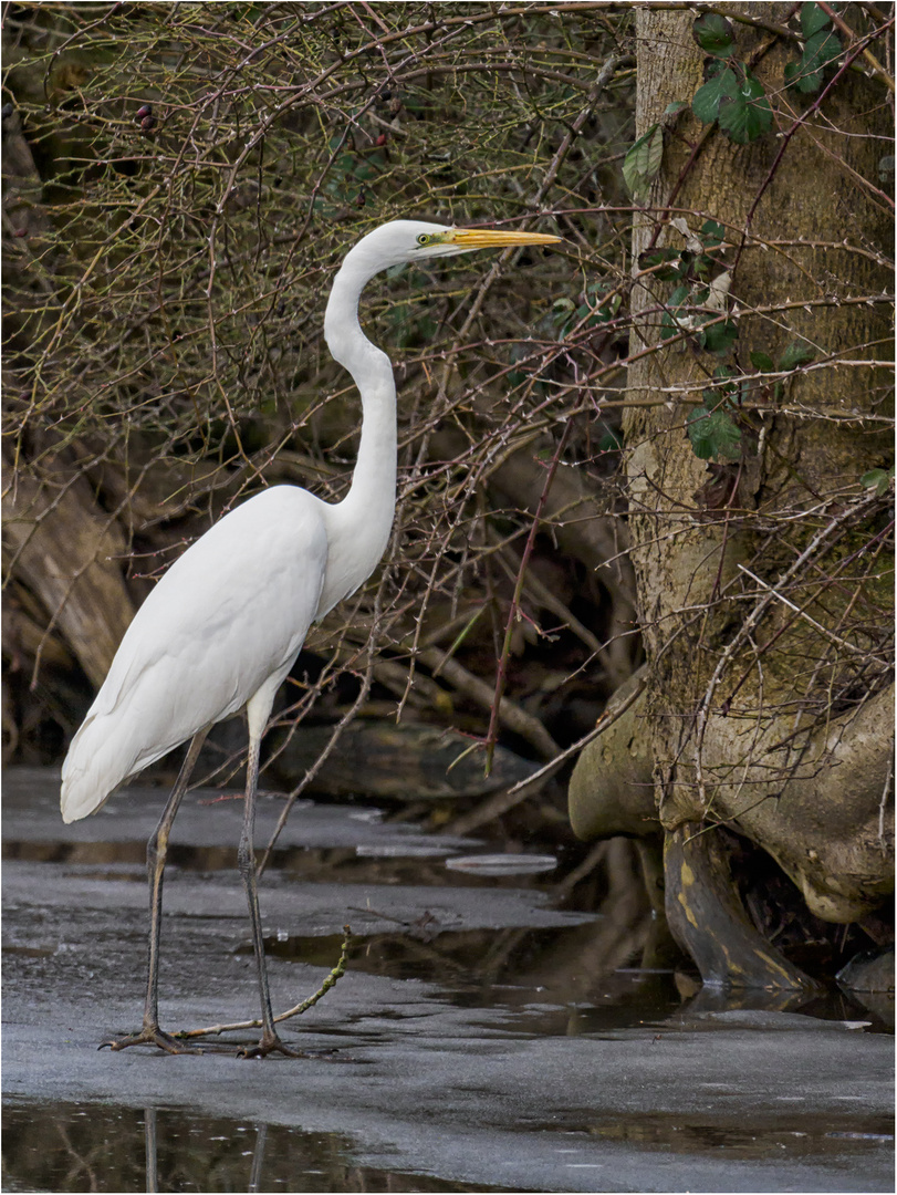 Silberreiher